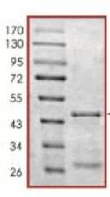 SDS-PAGE (BAX-26650TH).jpg